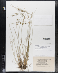 Juncus tenuis image