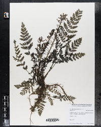 Image of Corydalis cheilanthifolia