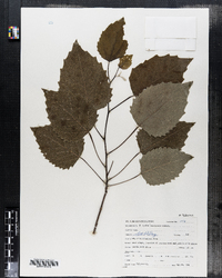 Image of Populus canadensis