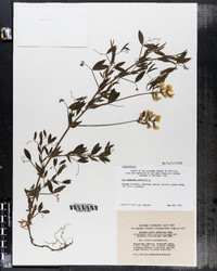 Lathyrus pratensis image