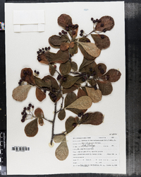 Image of Photinia villosa