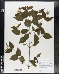 Rhodotypos scandens image