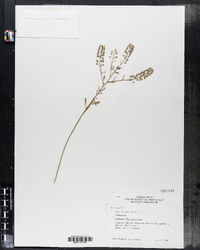 Lepidium virginicum image