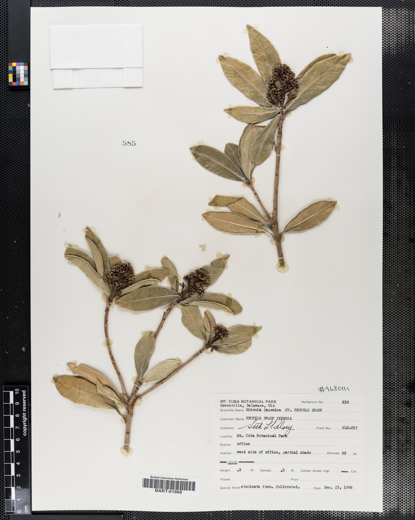 Skimmia japonica image
