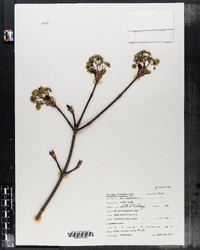 Acer platanoides image