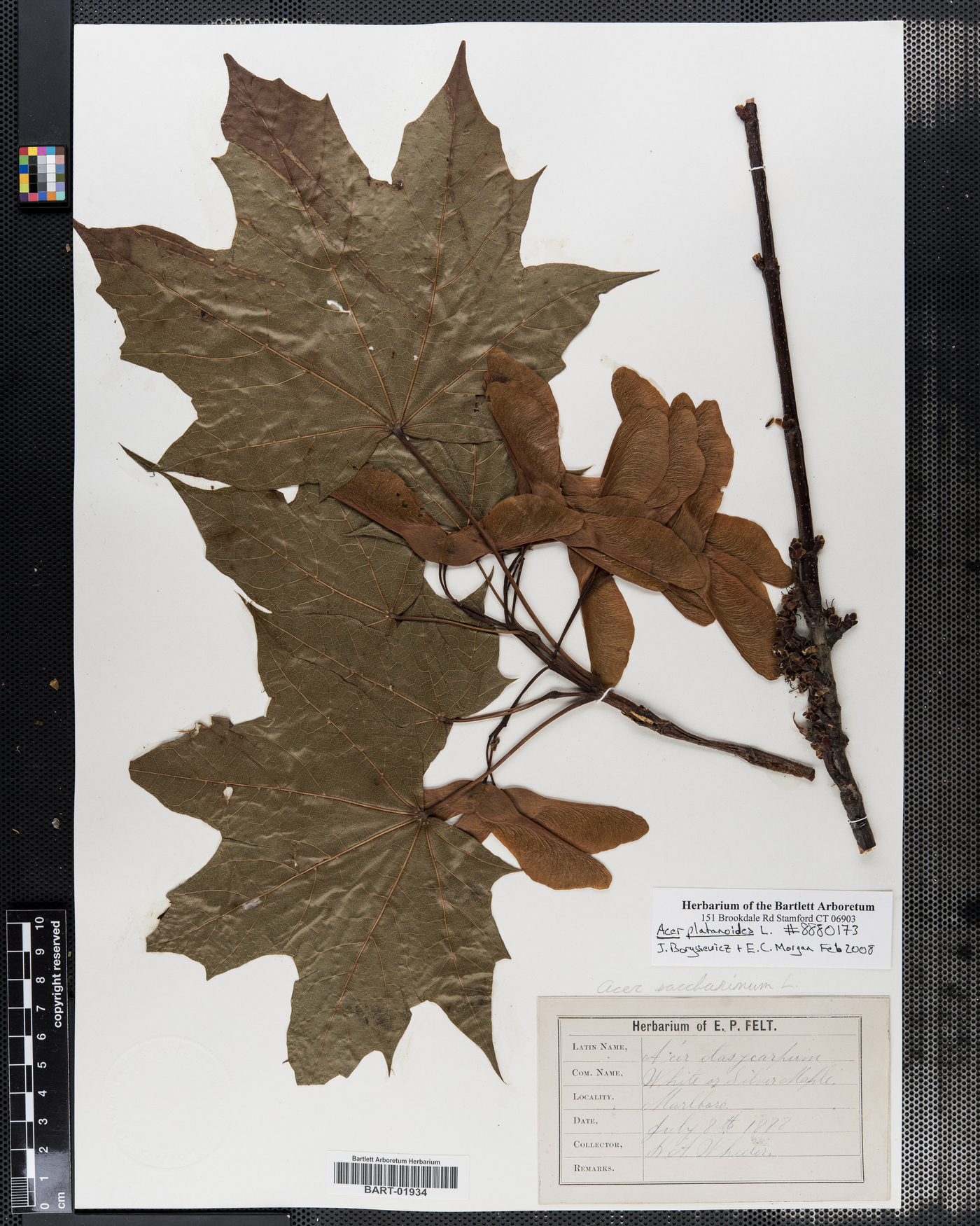 Acer platanoides image