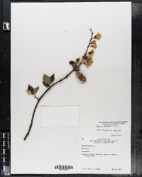 Image of Halesia tetraptera