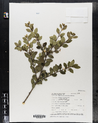 Ilex crenata image