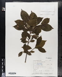 Calycanthus floridus var. glaucus image