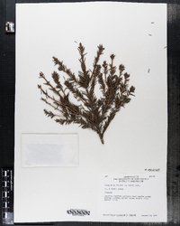 Picea abies image