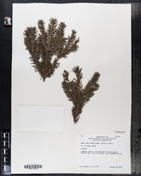 Picea abies image