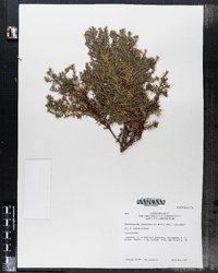 Image of Chamaecyparis lawsoniana