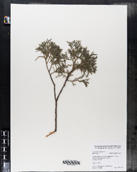 Juniperus virginiana image