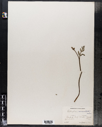 Image of Botrychium ramosum