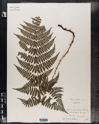 Dryopteris intermedia image