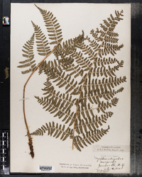 Dryopteris intermedia image