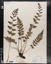 Dryopteris cristata image