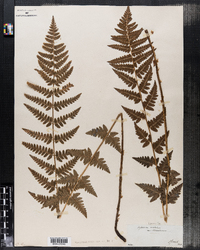 Dryopteris cristata image