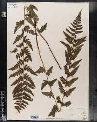 Dryopteris cristata image