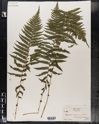 Thelypteris noveboracensis image