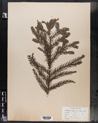 Cryptomeria japonica image