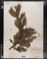 Juniperus horizontalis image