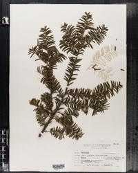 Taxus cuspidata image