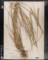 Image of Elymus pungens