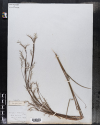 Schizachyrium scoparium var. scoparium image