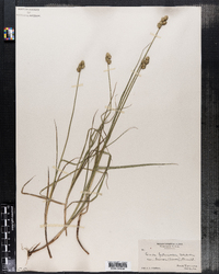 Carex festucacea var. brevior image