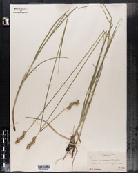 Carex festucacea var. brevior image