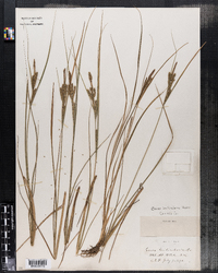 Carex lenticularis image