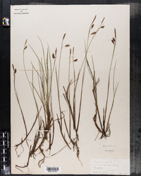 Carex limosa image