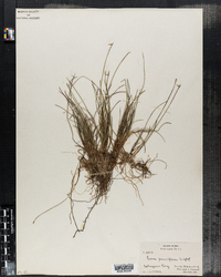 Carex pauciflora image