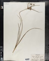 Cyperus filiculmis var. macilentus image