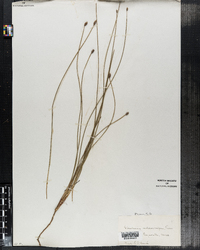 Eleocharis melanocarpa image