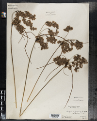 Scirpus cyperinus image