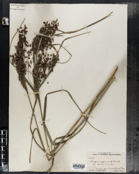 Scirpus cyperinus image