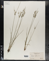 Juncus bufonius image