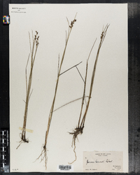 Juncus gerardi image