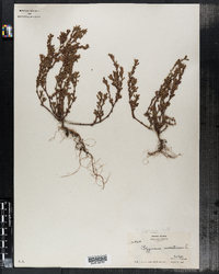 Polygonum glaucum image