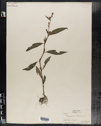 Polygonum persicaria image