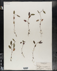 Polygonum sagittatum image