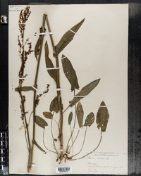 Rumex acetosa image