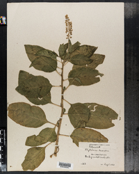 Phytolacca americana var. americana image