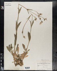 Lychnis flos-cuculi image