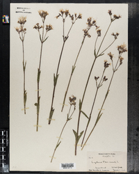 Lychnis flos-cuculi image