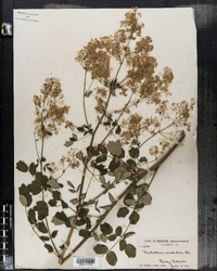 Thalictrum revolutum image