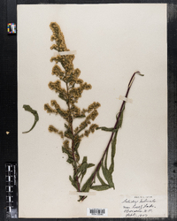 Solidago puberula image