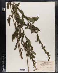 Solidago latissimifolia image